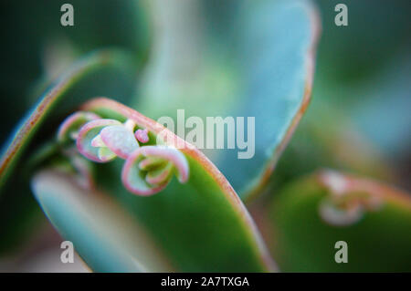 Makroaufnahme von Kalanchoe Fedtschenkoi (Aurora Borealis). Stockfoto