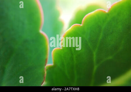 Makroaufnahme von Kalanchoe Fedtschenkoi (Aurora Borealis). Stockfoto