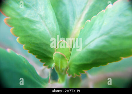 Makroaufnahme von Kalanchoe Fedtschenkoi (Aurora Borealis). Stockfoto