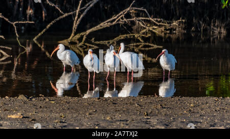 Gruppe von Ibis stehen am Rand des Wassers Stockfoto