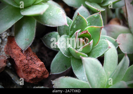 Makroaufnahme der Hennen und Küken "Fontpedrouse'. Stockfoto