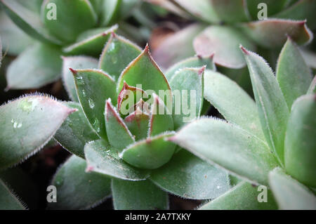 Makroaufnahme der Hennen und Küken "Fontpedrouse'. Stockfoto