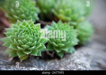 Makroaufnahme der Hennen und Küken "grüne Rad". Stockfoto