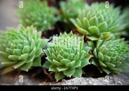 Makroaufnahme der Hennen und Küken "grüne Rad". Stockfoto