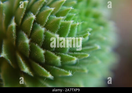 Makroaufnahme der Hennen und Küken "grüne Rad". Stockfoto