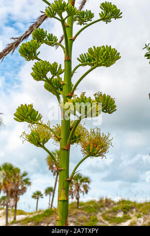 Agave Americana - hoher Stiel Werk in Florida Stockfoto