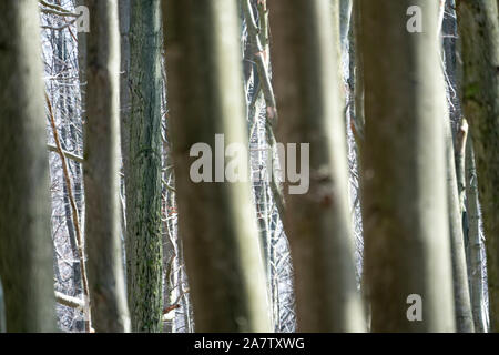 Details, Urwald Urwald Sababurg, Hofgeismar, Weserbergland, Nordrhein-Westfalen, Hessen, Deutschland Stockfoto