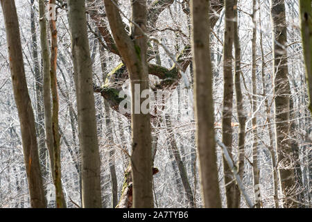 Details, Urwald Urwald Sababurg, Hofgeismar, Weserbergland, Nordrhein-Westfalen, Hessen, Deutschland Stockfoto