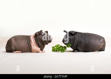 Skinny Meerschweinchen auf weißem Hintergrund Stockfoto