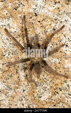 Wild tarantula Spinne krabbelte auf einem Felsen in Kalifornien Stockfoto