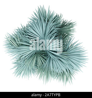 Silver fan Palm Tree auf weißem Hintergrund. nach oben anzeigen. 3D-Darstellung Stockfoto