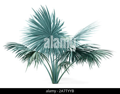 Silver fan Palm Tree auf weißem Hintergrund. 3D-Darstellung Stockfoto