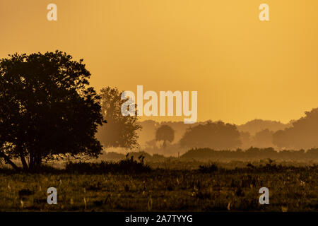 Sonnenaufgang an einem nebligen Morgen mit der Silhouette von Bäumen in der Ferne Stockfoto