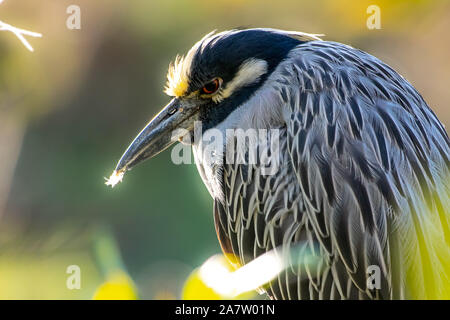 Gelbe gekrönte Night Heron in den Büschen Gegenlicht der Sonne gehockt Stockfoto