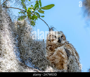 Baby great Horned owl thront auf einem Ast-Florida Stockfoto