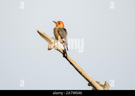 Red bellied Woodpecker Sitzstangen auf einem toten Zweig Stockfoto