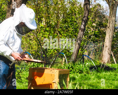 Fotografen, die Bilder von apiarist in Garten, mit Bienen fliegen um die Imker. Authentische Szene der Bienenzucht leben Stockfoto