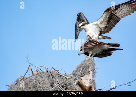 Ein Fischadler, die auf der Oberseite der anderen an den Rand des Nestes Stockfoto