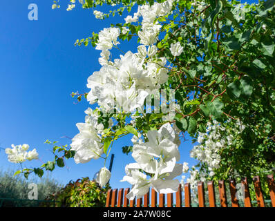 Eine schöne, weiße Bougainvillea in voller Blüte auf der Insel Sizilien in Italien. Stockfoto