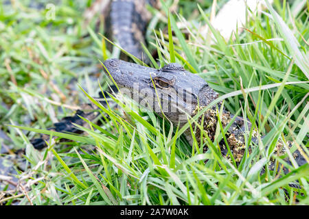 Baby American alligator versteckt am Rande eines Sees in Florida Stockfoto