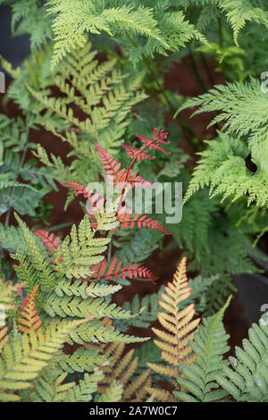 Dryopteris erythrosora var. koidzumiana - Koidzuma Wood's Fern/Japanisch Holz Farn im Herbst Stockfoto