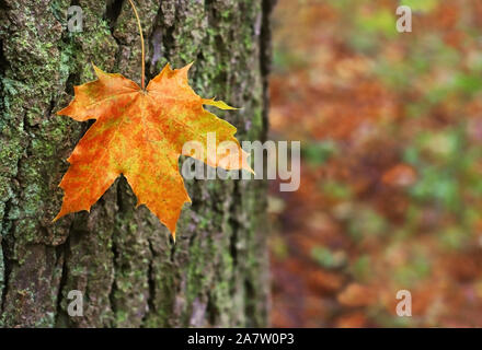 In der Nähe einer orangefarbenen maple leaf vor einem Baumstamm Stockfoto