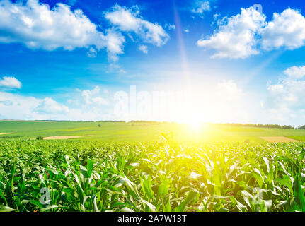 Sonnenaufgang über Sommer Maisfeld. Stockfoto