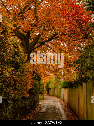 Eine Copper Beech Tree im Herbst Farbe in Ladderbanks Lane, Baildon, Yorkshire, England. Stockfoto