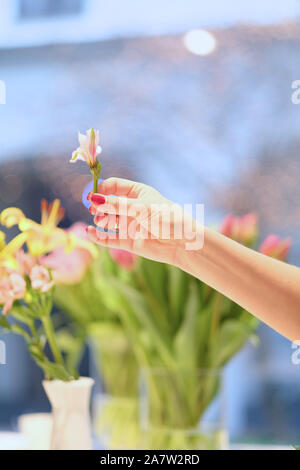 Weibliche hand mit einer Blume, vor dem Hintergrund der Sträusse in Vasen Stockfoto