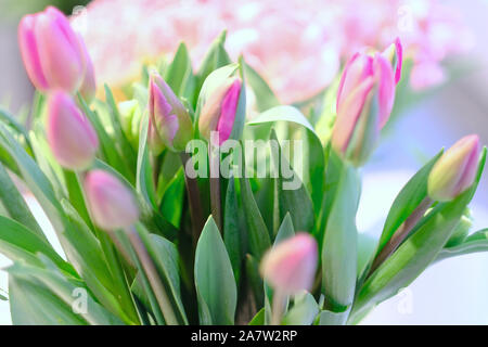 Blumenstrauß aus rosa Tulpen mit geschlossenen Knospen in einer Vase auf einem Tisch Stockfoto