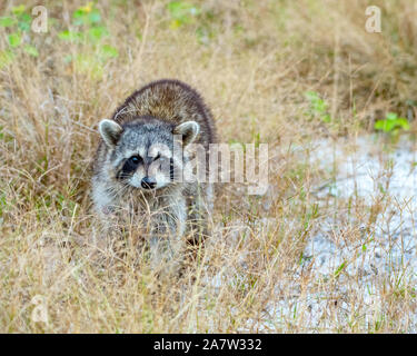 Waschbär Ansätze aus einem Feld in Florida Stockfoto