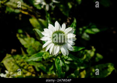 Echinacea purpurea Powwow Weiß auf Display und auf Verkauf in einem Gartencenter Baumschule. Stockfoto