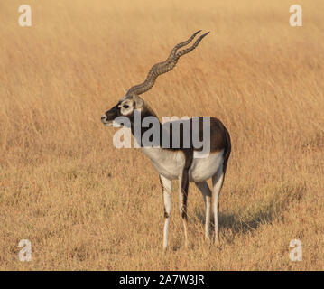 Ein männlicher hirschziegenantilope von hirschziegenantilope Nationalpark an Velavadar ist in Bhavnagar Bezirk von Gujarat, Indien. Stockfoto