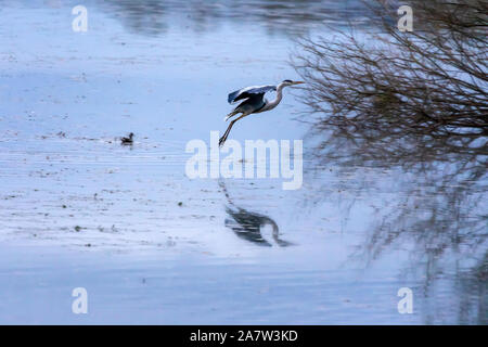 Heron Landung auf dem Wasser Oberfläche in einem See. Der Graureiher Der ardeidae Familie zeigt Ihr Profil mit ausgebreiteten Flügeln, die auch reflektiert wird, Stockfoto