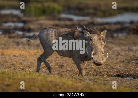 Warzenschwein (Phacochoerus aethiopicus) mit Red-billed oxpeckers (Buphagus erythrorhynchus), auf ein Wasserloch, Moremi Wildlife Reserve, Ngamiland, Botswana Stockfoto