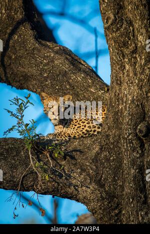 Leopard (Panthera pardus) liegt in der aufmerksamen Baum, Moremi Wildlife Reserve, Ngamiland, Botswana Stockfoto