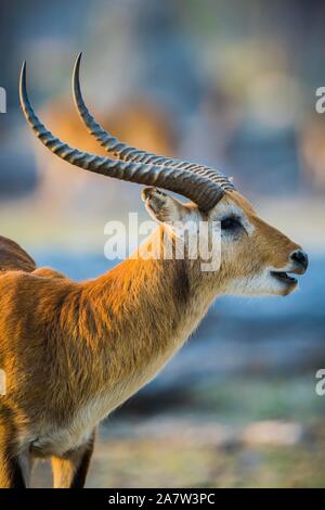 Red Letschwe (Kobus Leche Leche), Essen, Tier Portrait, Moremi Wildlife Reserve, Ngamiland, Botswana Stockfoto