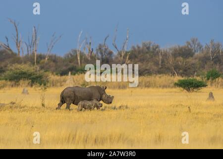 Weiße Nashörner (Rhinocerotidae)), Dam mit Kalb in Buschsavanne, Moremi Wildlife Reserve, Ngamiland, Botswana Stockfoto