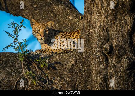 Leopard (Panthera pardus) liegt in der aufmerksamen Baum, Moremi Wildlife Reserve, Ngamiland, Botswana Stockfoto