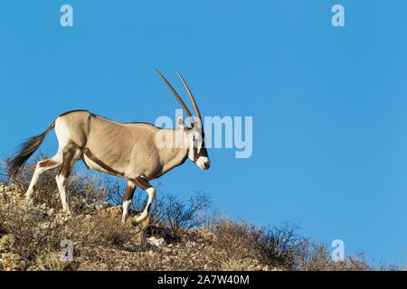 Oryx (Oryx gazella), männlich, spazieren auf einem felsigen Grat, Kalahari Wüste, Kgalagadi Transfrontier Park, Südafrika Stockfoto