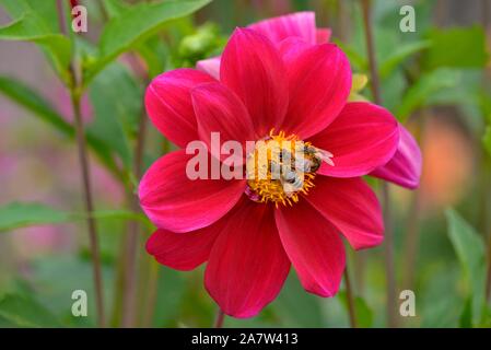 Bienen (Apis) auf eine rote Blume, Feuerrad Vielfalt Dahlie (Dahlia), Nordrhein-Westfalen (NRW), Deutschland Stockfoto