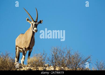 Oryx (Oryx gazella), male auf einem felsigen Grat, Kalahari Wüste, Kgalagadi Transfrontier Park, Südafrika Stockfoto