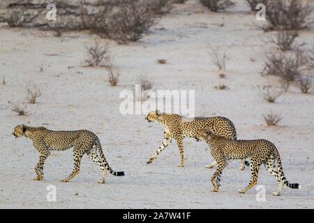 Geparden (Acinonyx jubatus), Frau und ihren zwei Subadult männlichen Jungen in der trockenen und unfruchtbaren Auob Riverbed, Dürre, Kalahari Wüste, Kgalagadi Stockfoto