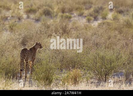 Gepard (Acinonyx jubatus), Weibliche in trockenes Buschland, Kalahari Wüste, Kgalagadi Transfrontier Park, Südafrika Stockfoto