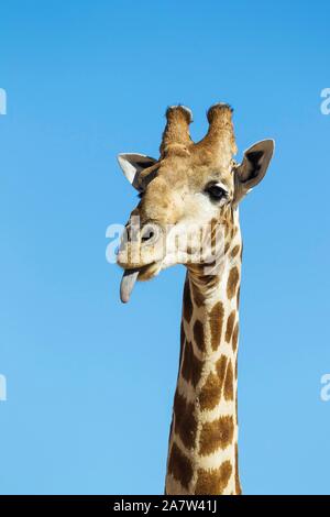 Südliche Giraffe (Giraffa Camelopardalis giraffa), Male, seine Zunge klebt, Tier Portrait, Kalahari Wüste, Kgalagadi Transfrontier Park Stockfoto