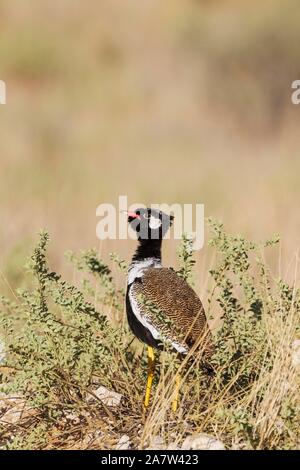 Northern Black Korhaan (Afrotis afraoides), Male, Anzeigen, Kalahari Wüste, Kgalagadi Transfrontier Park, Südafrika Stockfoto