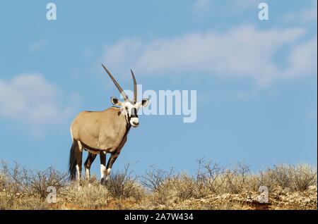 Oryx (Oryx gazella), male auf einem felsigen Grat, Kalahari Wüste, Kgalagadi Transfrontier Park, Südafrika Stockfoto