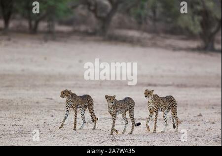 Geparden (Acinonyx jubatus), Frau und ihren zwei Subadult männlichen Jungen in der trockenen und unfruchtbaren Auob Riverbed, Dürre, Kalahari Wüste, Kgalagadi Stockfoto