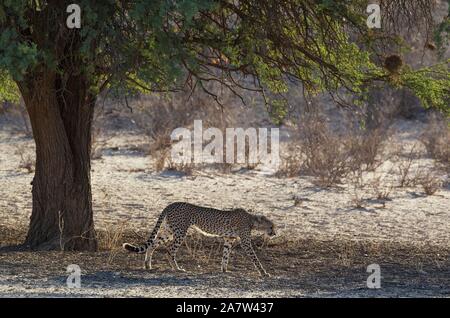 Gepard (Acinonyx jubatus), subadult Männer unter einer camelthorn Baum (Acacia Erioloba), Kalahari Wüste, Kgalagadi Transfrontier Park, Südafrika Stockfoto
