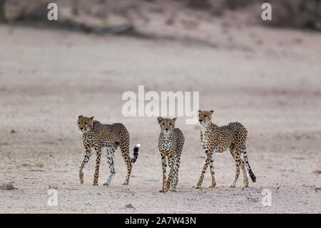 Geparden (Acinonyx jubatus), Frau und ihren zwei Subadult männlichen Jungen in der trockenen und unfruchtbaren Auob Riverbed, Dürre, Kalahari Wüste, Kgalagadi Stockfoto